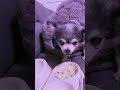 愛犬の健康を守る手作りごはん🐶💕 #無添加習慣 #チワワのいる暮らし