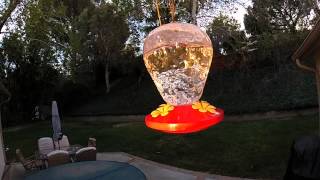 Hummingbird Voices and Slow Motion GoPro Hero3+ Black V14639
