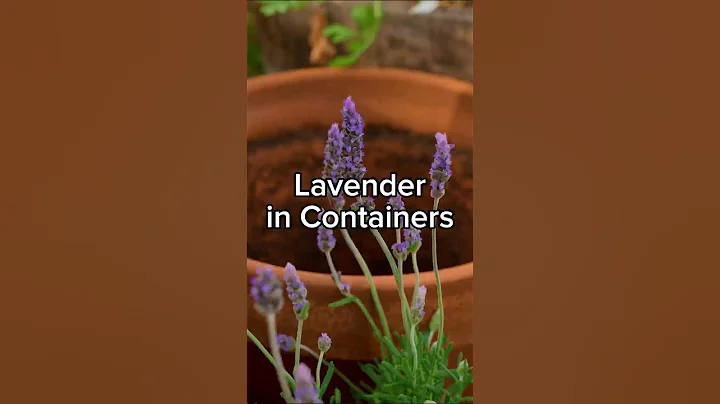 Container Lavender Tips That Work