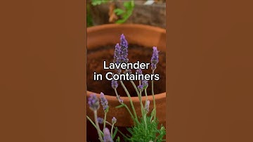 Container Lavender Tips That Work