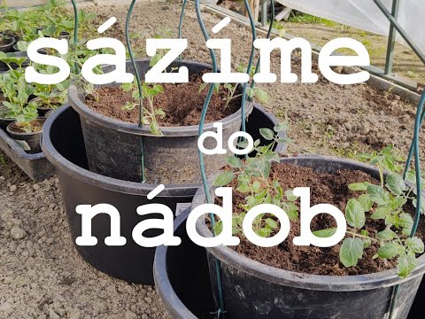 Video: Zahradnické práce: sázení sazenic rajčat do země