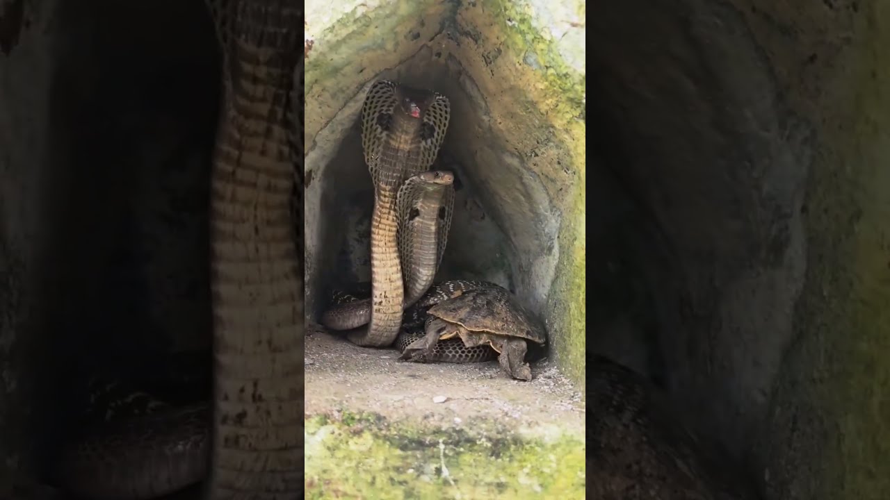  You Ll Be Shocked To See This Cobra S Terrifying Behavior