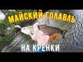 Ловля голавля на кренки. Жадные поклевки.