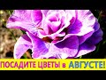 ПОСАДИТЕ эти ЦВЕТЫ  в САДУ в АВГУСТЕ-НЕ ПОЖАЛЕЕТЕ! Эти цветы морозостойкие и неприхотливые.