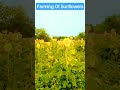 Farming life #farming #farminglife #villagelife #viral #shorts #trending lp