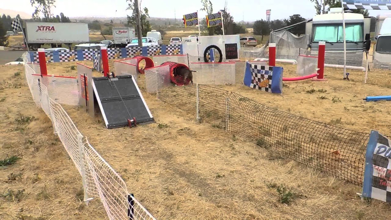 Goose lure coursing at Doggie Fun Zone at the Woofstock ...