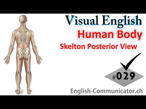 #029 Visual English Language Learning Practical Vocabulary Human Anatomy Posterior View