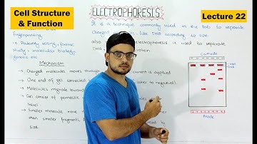 Electrophoresis | Gel electrophoresis technique | Video 22