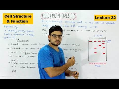 Electrophoresis | Gel electrophoresis technique | Video 22