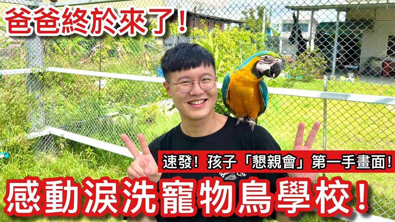 時光戀！跨越一個月終於見到大金剛鸚鵡「帕薩」！見到爸爸的第一反應竟擦出驚人火花？首度公開「稀有鸚鵡」繁殖基地！【鸚鵡小木屋】ft.金剛鸚鵡嘎嘎&啦啦