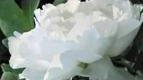 سورة يونس / الشيخ عبدالله الجهني .