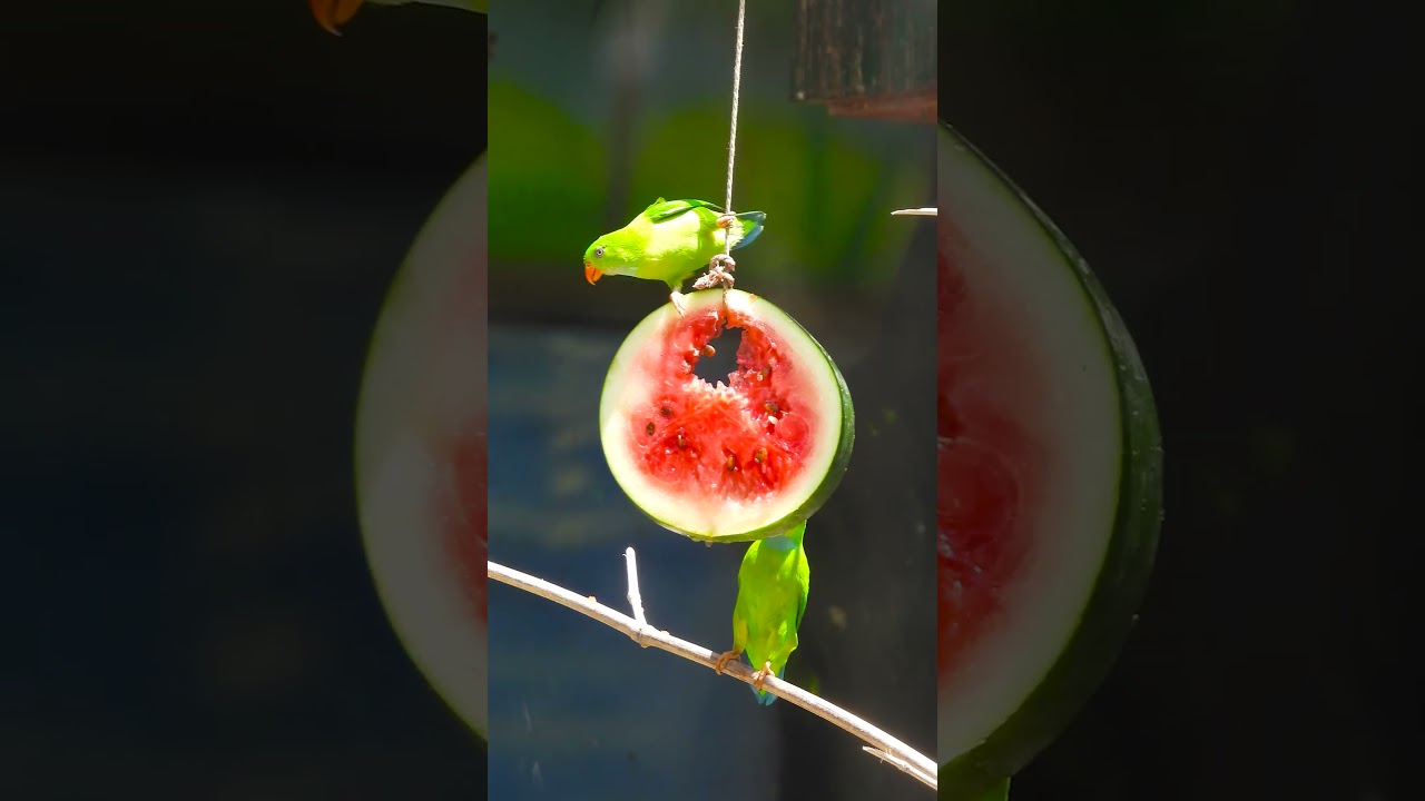 Hanging Parrot Species Spotlight Specific Species 