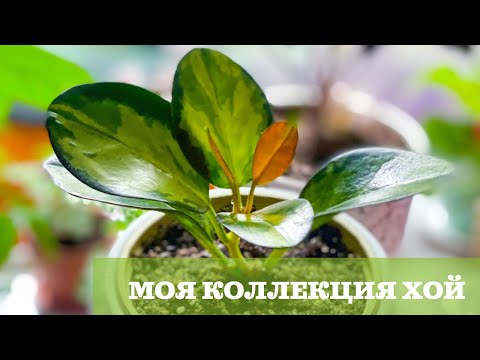 🌸Хойи🌸Пополнение домашней коллекции