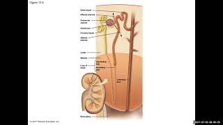 Chapter 15: Structures of the Urinary System