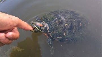 The Turtle Bit Me!