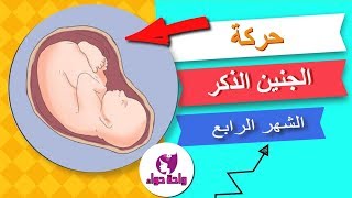 كيف تكون حركة الجنين الذكر في الشهر الرابع ؟