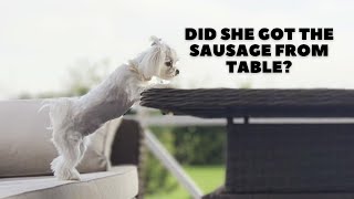 Maltese Dog Tries To Get Sausage| Dog Challenge