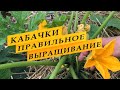 5 причин, из-за которых кабачки не плодоносят.