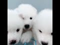 Samoyed puppy 30 day