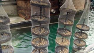 Oyster Farming at Tio Point