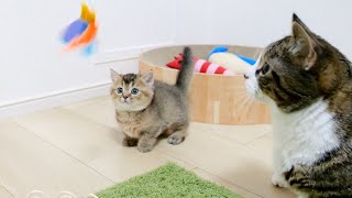 What was the action taken by the daddy cat who was jealous of the kitten playing with a toy?