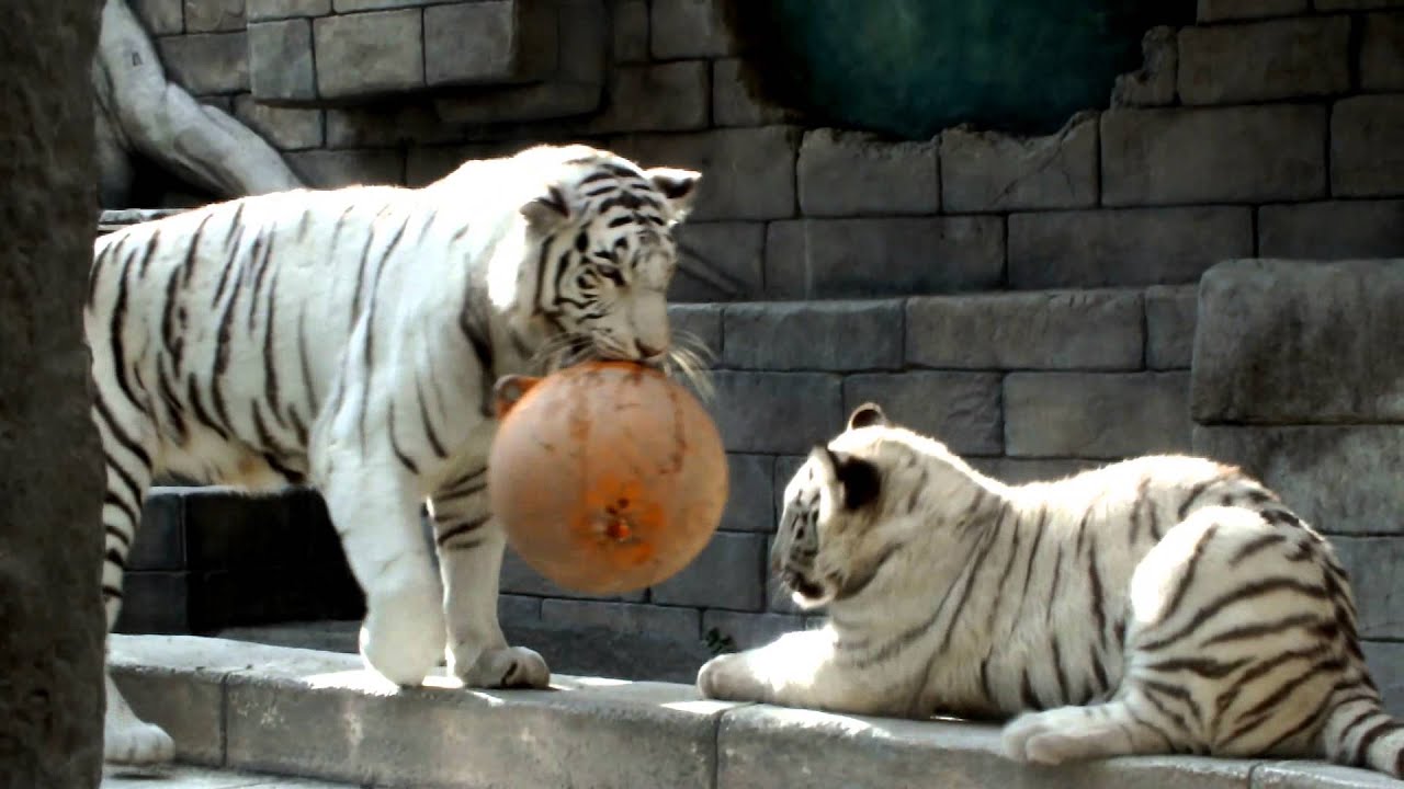 kawaii emoticons White Tiger mom and cubs(8 months old) playing with a ball.ボールで遊ぶホワイトタイガー母子（生後八ヶ月）。