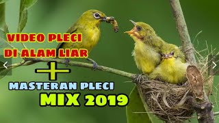 masteran pleci + video pleci di alam liar