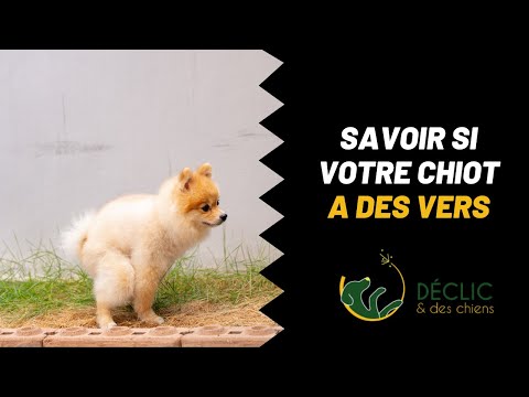 Comment savoir si mon chiot a des vers ?