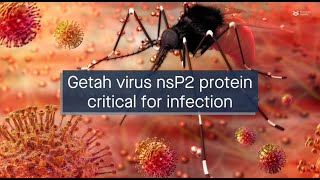 The getah virus nsP2 protein is critical for immune evasion and pathogenicity