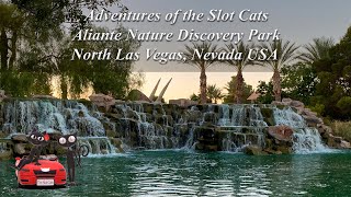 ALIANTE NATURE DISCOVERY PARK ︎ NORTH LAS VEGAS, NEVADA USA (RELAX)