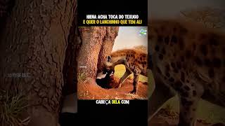 Hiena acha Texugo  #animals #animais #curiosidades #africa #savana #hiena #wildlife #shorts