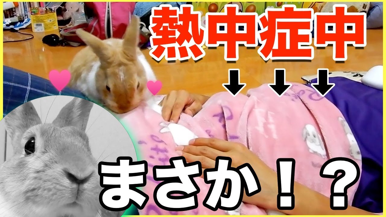 うさぎが熱中症の飼い主にした可愛い奇跡的な行動とは Youtube