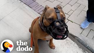 Dog Who Couldnt Be Around Men Or Dogs Gets A Second Chance The Dodo