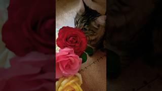 Мия и Розы 🌹😻❤️🐈😍🐈⬛❤️😻 #котики #веселыекоты #cat #прикольныекоты #kitten #видосыоткота
