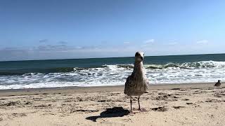 Seagulls at El Pescador Beach (4k HD, 60fps, 30 minutes of birds, water, relaxing sounds)