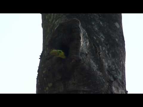 Ramphastos sulfuratus -