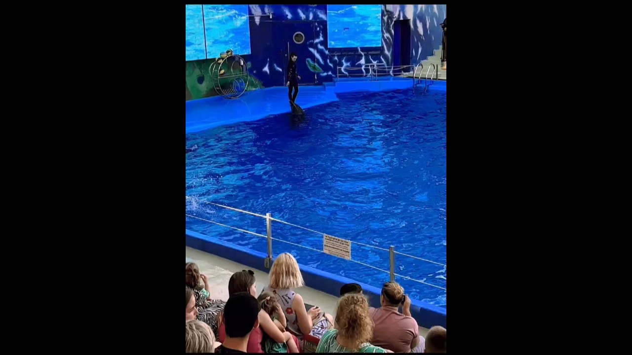 #dolphinarium