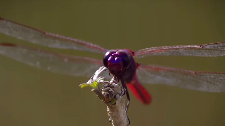 How Do Dragonflies See the World? | Animal Super Senses | BBC Earth - DayDayNews