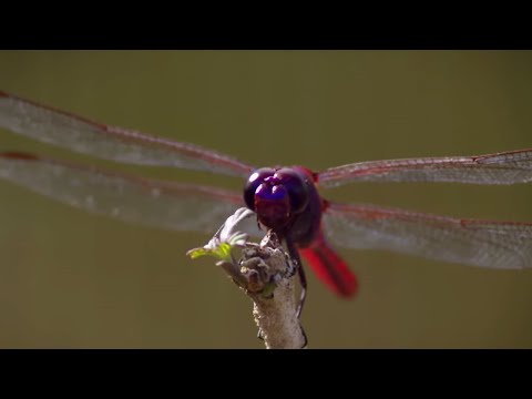 Video: Dragonflies gali skraidyti iki 60 mylių per valandą (97 km / h)