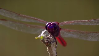 How Do Dragonflies See The World? - Animal Super Senses - BBC(The Dragonflies vision is so quick but will it detect the high speed pea? Taken from Animal Super Senses. Subscribe to BBC Earth: ..., 2015-11-20T16:32:44.000Z)