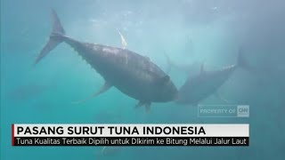 Pasang Surut Tuna Indonesia