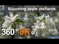 360°, Blooming apple orchards. Moscow, Kolomenskoye. 8K video