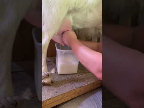 Учимся доить козу
