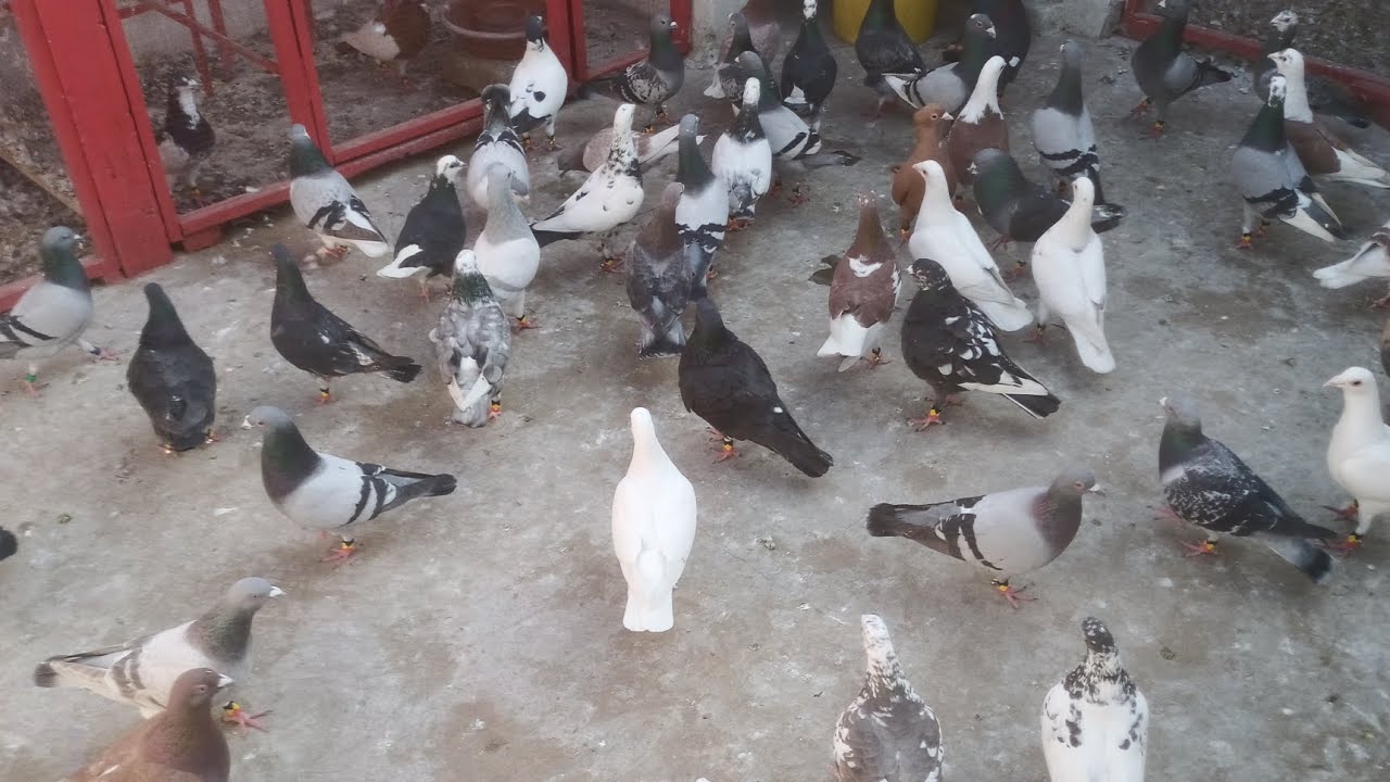 Kabootar Bazi Ka Shooq 23/2/2026