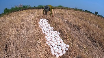 wow wow unique! farmer pick a lot of duck eggs ln the rice field under the straw by hand