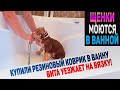 Как помыть щенка или собаку? Английский Бульдог Вита уезжает на вязку. Щенки уезжают в новые дома.