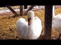 Raising Mute Swans | Farm Raised With P. Allen Smith