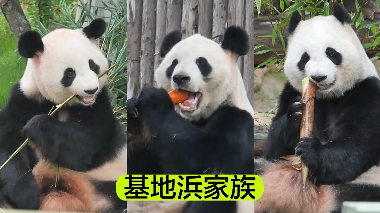 【Episode 13】Ouhin can't climb a tree? Touhin breaks a branch and Yuhin has a super yard! 桜浜  桃浜