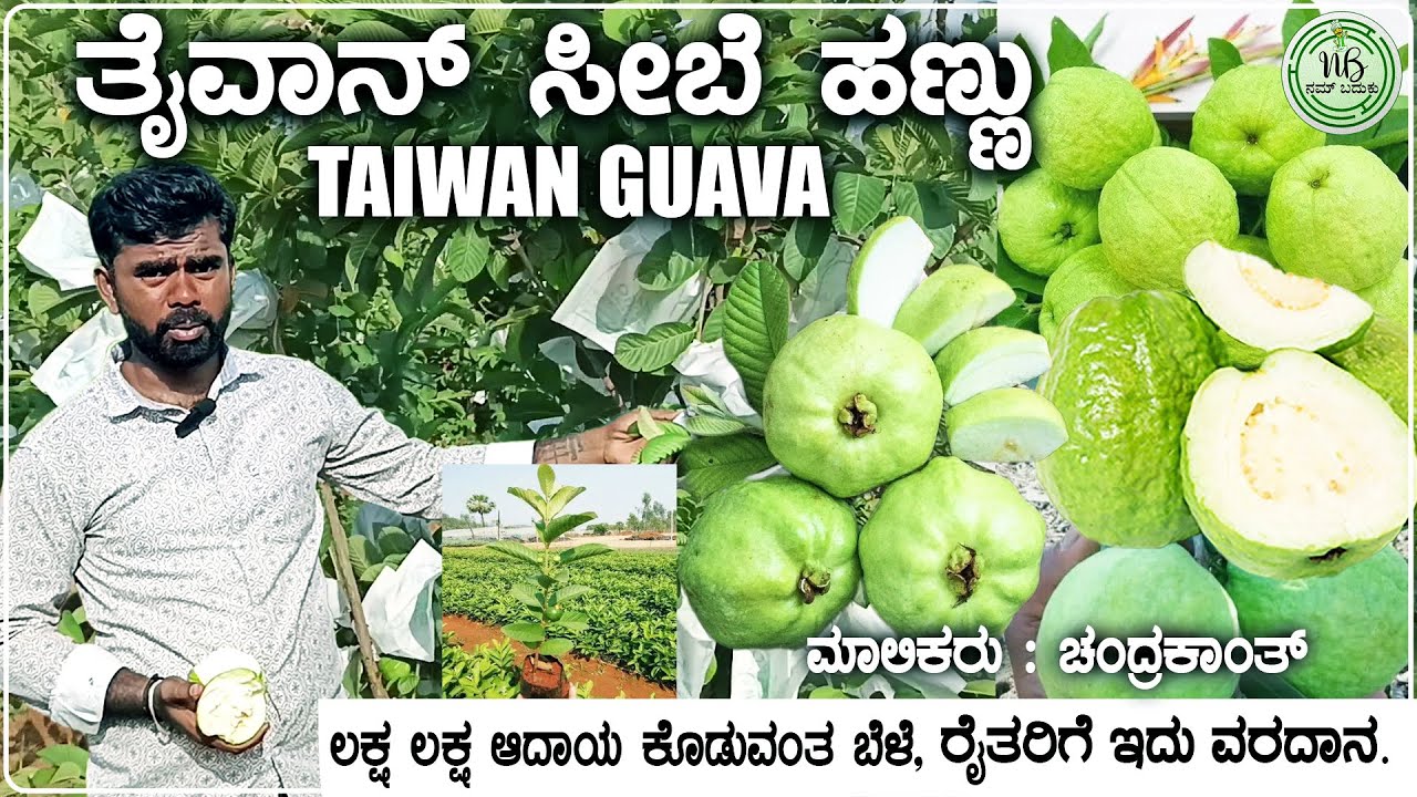 Taiwan Guava | Taiwan Seebe | Seebe Hannu | ಪೇರಳೆ ಹಣ್ಣು | ಸೀಬೆ ಹಣ್ಣು | Nam Baduku | Chandrakanth