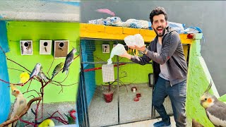 Hum Cocktail  Parrots Ly aye || Sab Birds Ko Master Cage 🦜❤️Mai Azad Kr Diya🥳